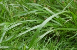 Grass - The long and the short of it